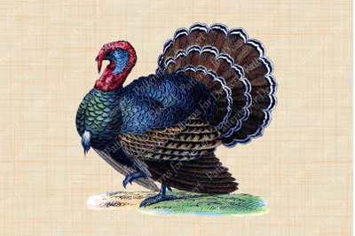 Vintage Thanksgiving Turkey Clip Art