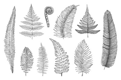 Hand drawn fern. Monochrome sketch of forest plants for greeting card