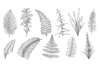Forest plants sketch. Hand drawn grass and vintage botanical decorativ