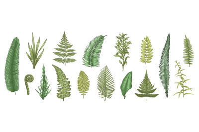 Fern leaves sketch. Forest plants colored hand drawn decorative design