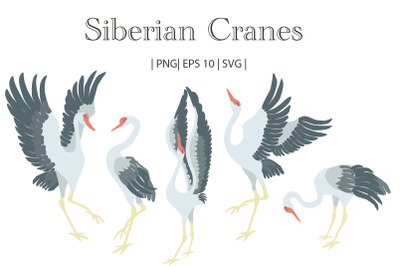 Siberian Cranes Vector