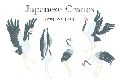 Japanese Cranes Vector