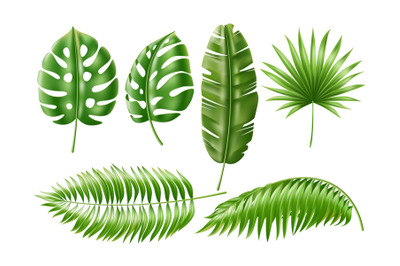 Realistic tropical leaves. Exotic green plants, isolated jungle foliag