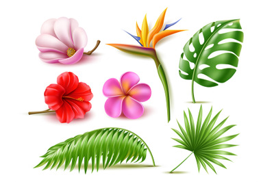 Realistic tropical flowers. Hibiscus and plumeria plants, banana and m