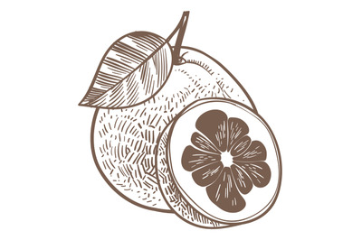 Grapefruit engraving. Tropical fresh citrus fruit drawing