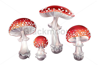 Set of Red Fly Agaric