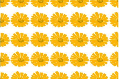 Botanical flowers dandelions seamless pattern vector illustration. Dai