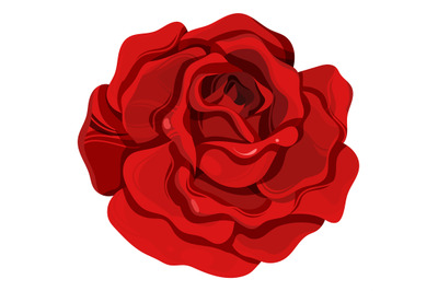 Garden rose. Red summer flower. Decorative element