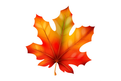 Realistic autumn leaves. Fall orange wood foliage maple, bright red an