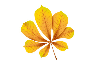 Realistic autumn leaves. Fall yellow wood foliage of chestnut, bright