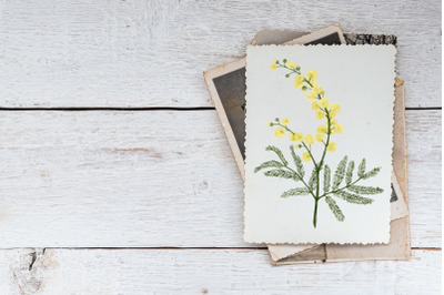 Australian Yellow Wattle Flower Clip Art