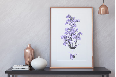 Lilac Purple Beardtongue Flower Clip Art