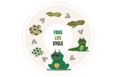 Frog life cycle. Amphibian growth steps. Circular diagram of toad deve