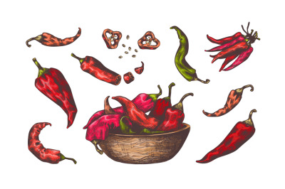 Chili pepper. Hand drawn colored sketch of spicy kitchen seasoning. Re