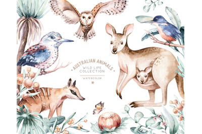 Watercolor australian animal and floral clipart. kangaroo numbat owl