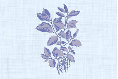 Purple Cork Oak Plant Illustration