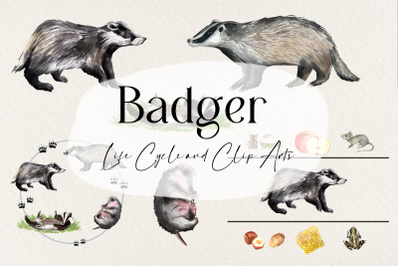 Watercolor Badger Life Cycle and Clip Arts