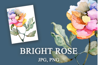 Bright rose. Artistic floral illustration with transparent background