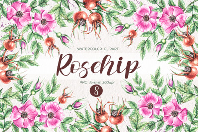 Watercolor rosehip / Watercolor clipart PNG