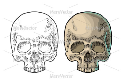 Skull human engraving