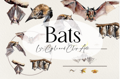 Watercolor Bat Life Cycle and Clip Arts