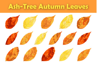 Ash-Tree Leaf Set