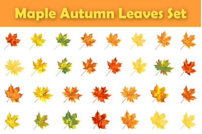 Autumn Maple Leaf Set