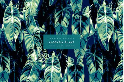 Alocasia Plant
