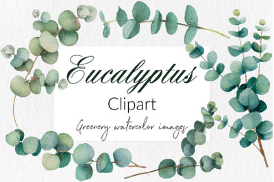 Watercolor eucalyptus clipart