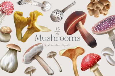 Watercolor Mushrooms clipart, Fall Clipart, Fall Forest