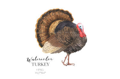 Watercolor Turkey Thanksgiving Clipart