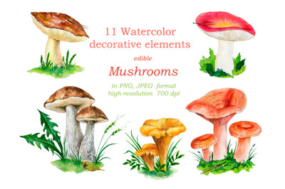 Watercolor illustration of the forest mushrooms