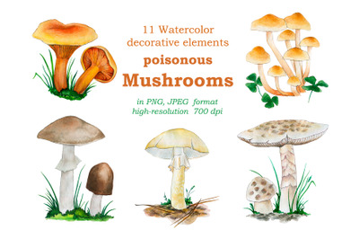 Watercolor illustrations of inedible mushrooms