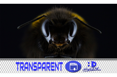 50 BEES TRANSPARENT ANIMALS PNG PHOTOSHOP OVERLAYS