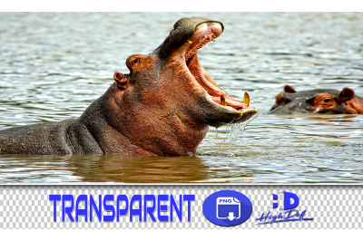 50 HIPPO TRANSPARENT PNG ANIMALS PHOTOSHOP OVERLAYS BACKGROUNDS