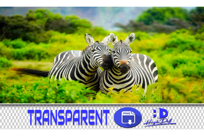 50 ZEBRA TRANSPARENT PNG ANIMALS PHOTOSHOP OVERLAYS BACKGROUNDS