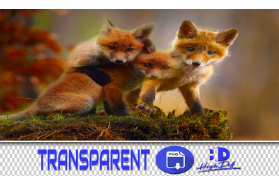 60 FOXES TRANSPARENT PNG ANIMALS PHOTOSHOP OVERLAYS BACKGROUNDS