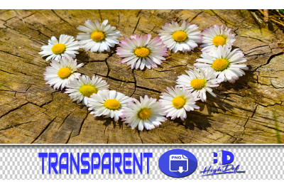 100 DAISIES FLOWER TRANSPARENT PNG PHOTOSHOP OVERLAYS BACKGROUNDS