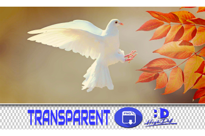 100 DOVES TRANSPARENT PNG ANIMALS PHOTOSHOP OVERLAYS BACKGROUNDS