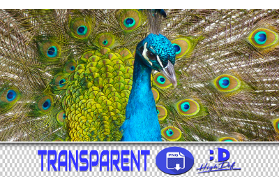 100 PEACOCKS TRANSPARENT PNG ANIMALS PHOTOSHOP OVERLAYS BACKGROUNDS
