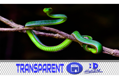 100 SNAKES TRANSPARENT PNG ANIMALS PHOTOSHOP OVERLAYS BACKGROUNDS