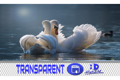 100 SWANS TRANSPARENT PNG ANIMALS PHOTOSHOP OVERLAYS BACKGROUNDS