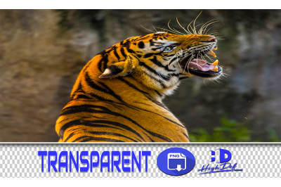 100 TIGERS TRANSPARENT PNG ANIMALS PHOTOSHOP OVERLAYS BACKGROUNDS
