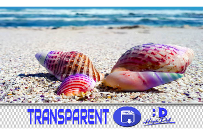 250 SEASHELL TRANSPARENT PNG PHOTOSHOP OVERLAYS BACKGROUNDS
