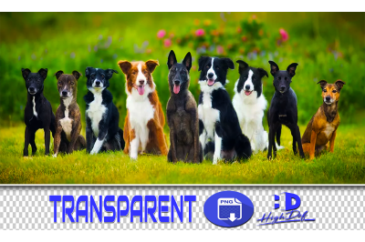 300 DOGS TRANSPARENT PNG ANIMALS PHOTOSHOP OVERLAYS BACKGROUNDS