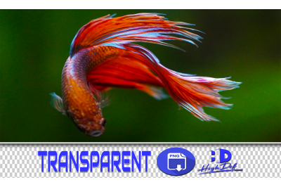 300 TROPICAL FISH TRANSPARENT PNG ANIMAL PHOTOSHOP OVERLAYS BACKGROUND
