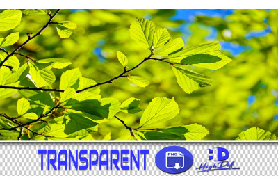 500 GREEN LEAVES BRANCHES TRANSPARENT PNG PHOTOSHOP OVERLAY BACKGROUND