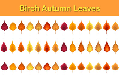 Birch Tree Leaf
