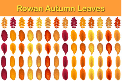 Autumn Rowan Leaf