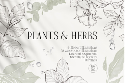 PLANTS &amp; HERBS illustrations set